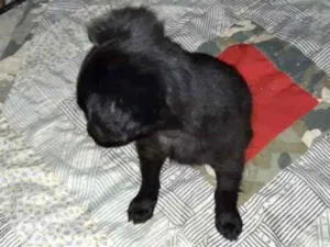 Cachorro raça Pinscher com vira lata idade 2 a 6 meses nome Lilica