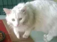 Garotão (Nenê, bebê)