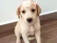Lady 