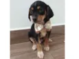 Ralph