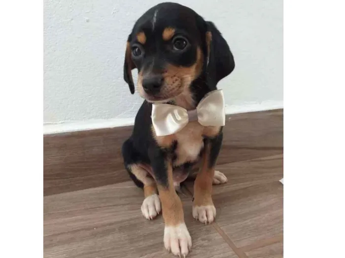 Cachorro ra a Vira-lata  idade Abaixo de 2 meses nome Ralph