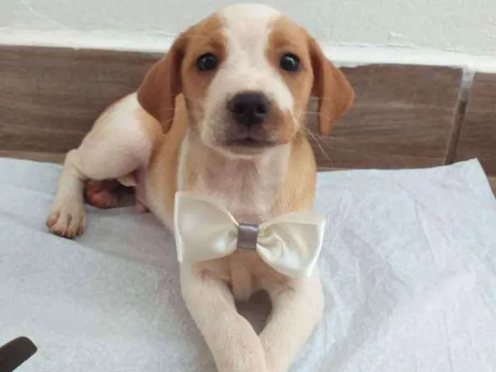 Cachorro ra a Vira-lata  idade Abaixo de 2 meses nome Thor 
