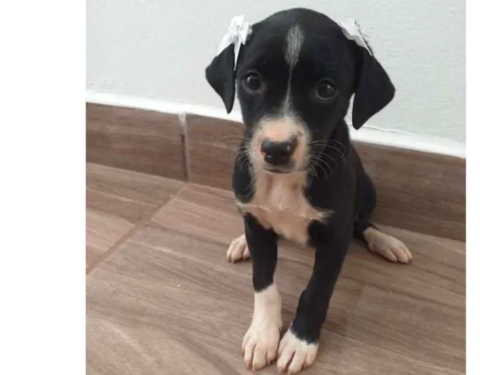 Cachorro ra a Vira-lata  idade Abaixo de 2 meses nome Sol