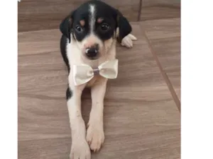 Cachorro raça Vira-lata  idade Abaixo de 2 meses nome Branco 
