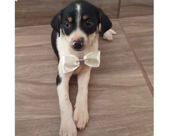 Cachorro ra a Vira-lata  idade Abaixo de 2 meses nome Branco 