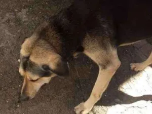 Cachorro raça Não sei identificar idade 6 ou mais anos nome Scheik 