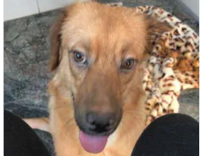 Cachorro raça Vira lata idade 2 anos nome Nina