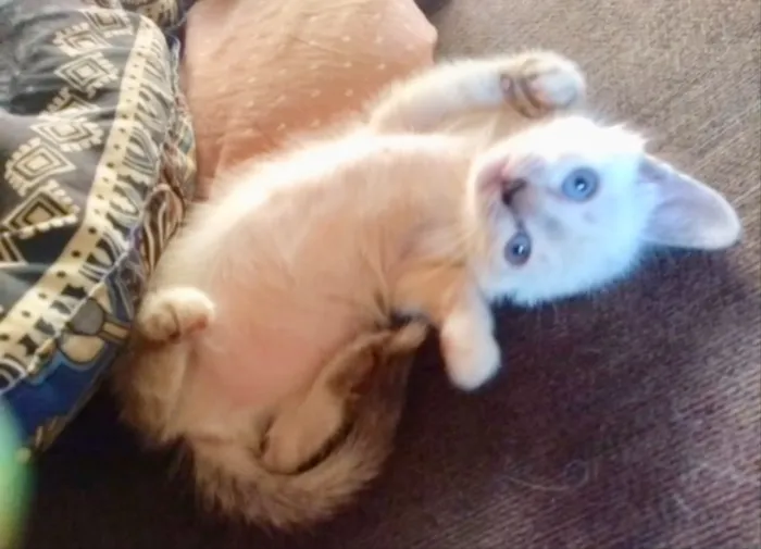 Gato ra a SRD  idade 2 a 6 meses nome Sandy 