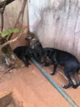 Lobinho, Manchinha