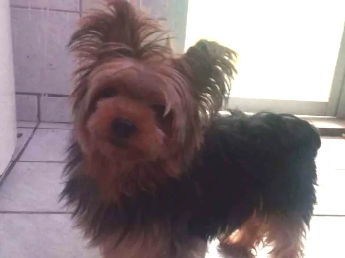 Cachorro ra a Yorkshire idade 3 anos nome Ashira
