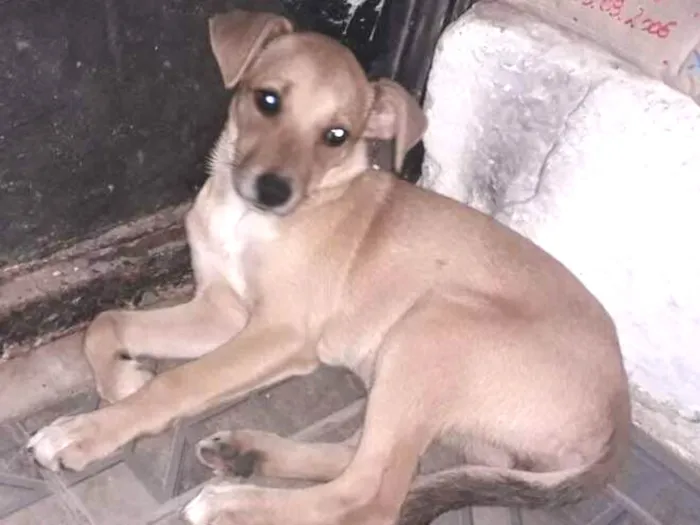 Cachorro ra a Viralata  idade 2 a 6 meses nome Luna