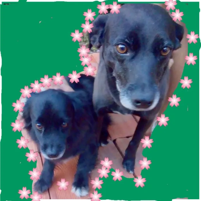 Cachorro ra a Vira-lata idade 5 anos nome Fofinha
