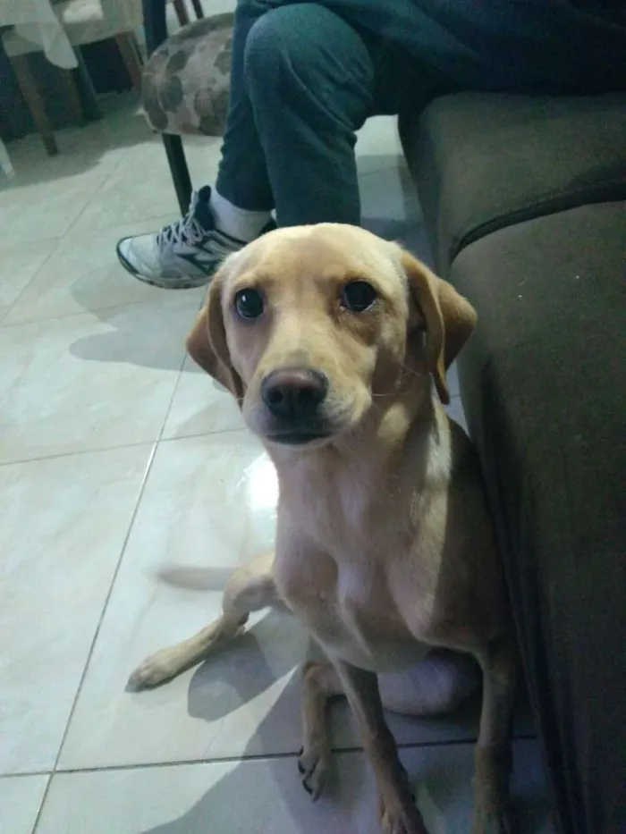 Cachorro ra a não tem raça idade 7 a 11 meses nome Ema
