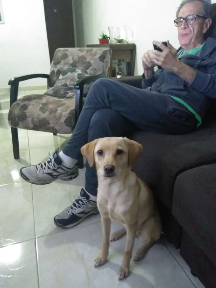 Cachorro ra a não tem raça idade 7 a 11 meses nome Ema