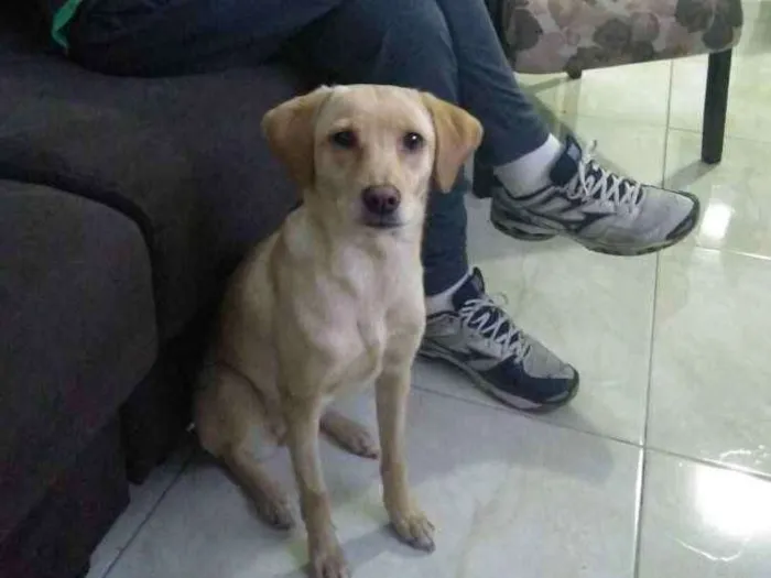 Cachorro ra a não tem raça idade 7 a 11 meses nome Ema