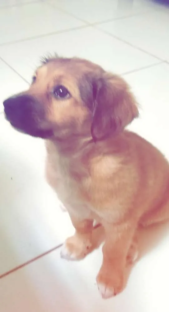 Cachorro raça Vira-lata idade 7 a 11 meses nome Tony