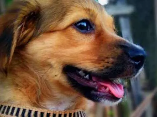 Cachorro raça Vira-lata idade 7 a 11 meses nome Tony