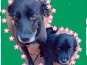 Cachorro raça Vira-lata idade 5 anos nome Fofinha