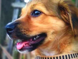 Cachorro raça Vira-lata idade 7 a 11 meses nome Tony