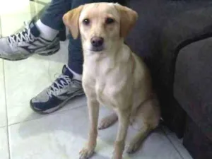 Cachorro raça não tem raça idade 7 a 11 meses nome Ema