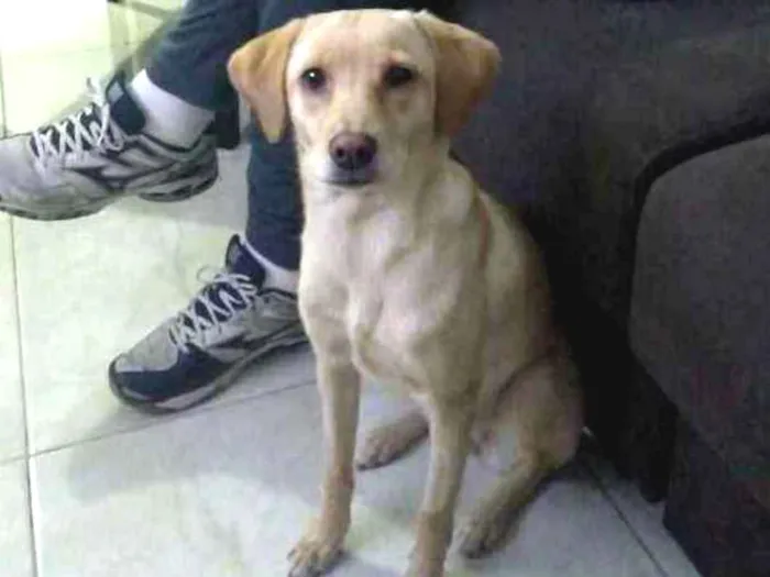 Cachorro ra a não tem raça idade 7 a 11 meses nome Ema