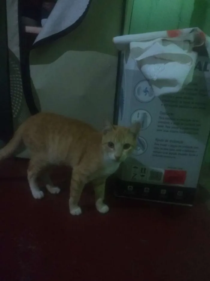 Gato ra a Vira lata idade 2 a 6 meses nome Não dei nomes