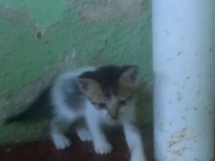 Gato ra a Vira lata idade 2 a 6 meses nome Não dei nomes