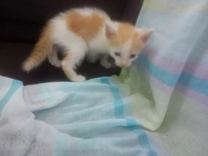 Gato ra a Vira lata idade 2 a 6 meses nome Não dei nomes