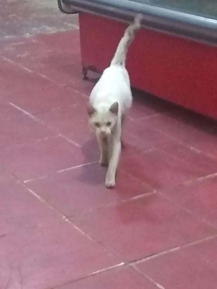 Gato ra a Srd idade 7 a 11 meses nome Sem nome