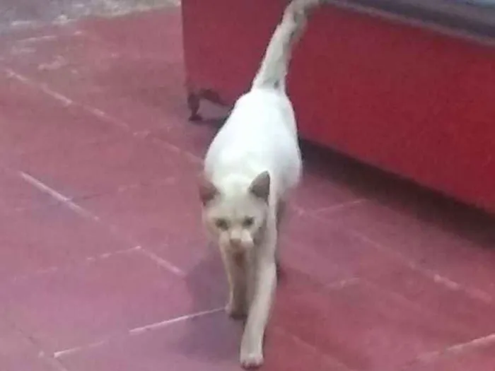 Gato ra a Srd idade 7 a 11 meses nome Sem nome