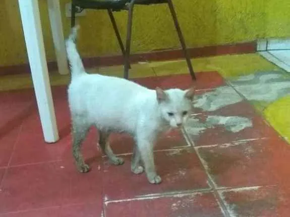 Gato ra a Srd idade 7 a 11 meses nome Sem nome