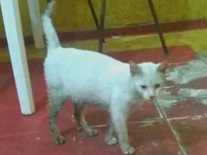 Gato ra a Srd idade 7 a 11 meses nome Sem nome