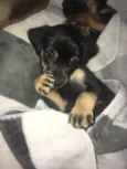 Pequena