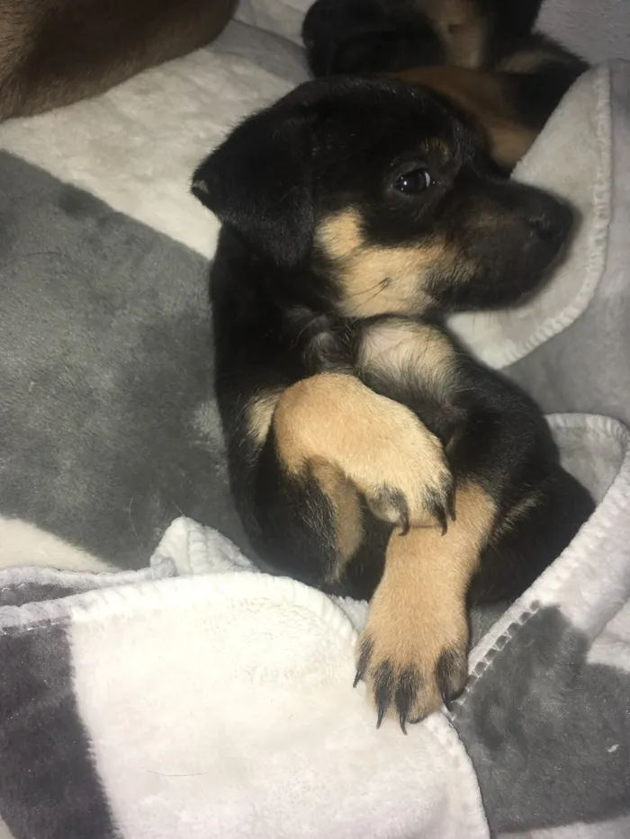 Cachorro ra a SRD idade Abaixo de 2 meses nome Pequena 