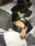 Pequena
