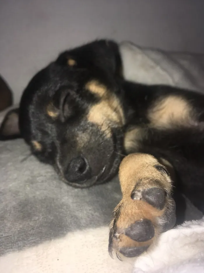 Cachorro ra a SRD idade Abaixo de 2 meses nome Pequena 