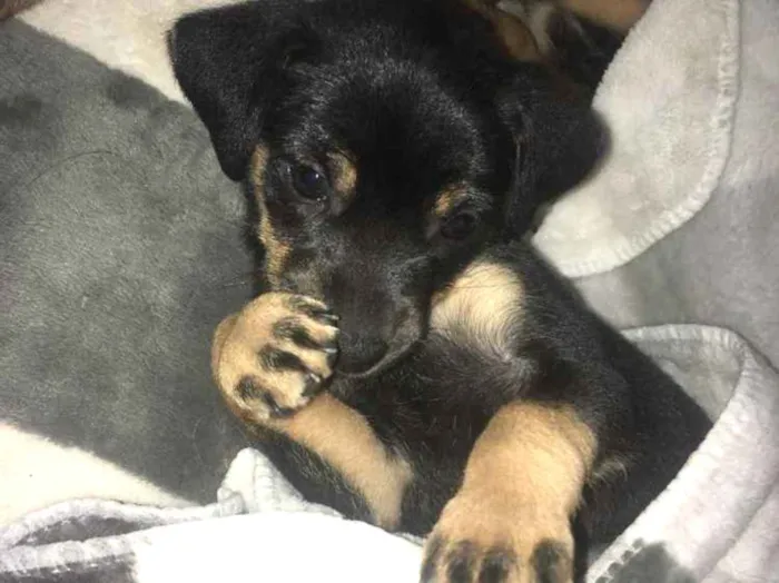 Cachorro ra a SRD idade Abaixo de 2 meses nome Pequena 