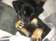 Pequena