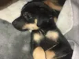 Pequena