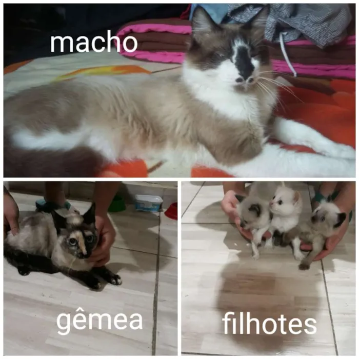 Gato raça Siamês  idade 1 ano nome Grunão  e bagunça 