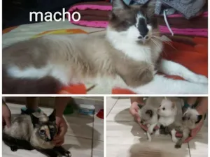 Gato raça Siamês  idade 1 ano nome Grunão  e bagunça 