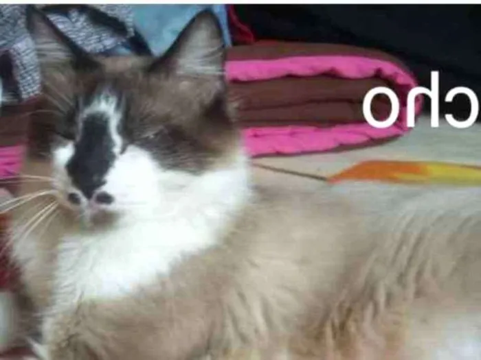 Gato raça Siamês  idade 1 ano nome Grunão  e bagunça 