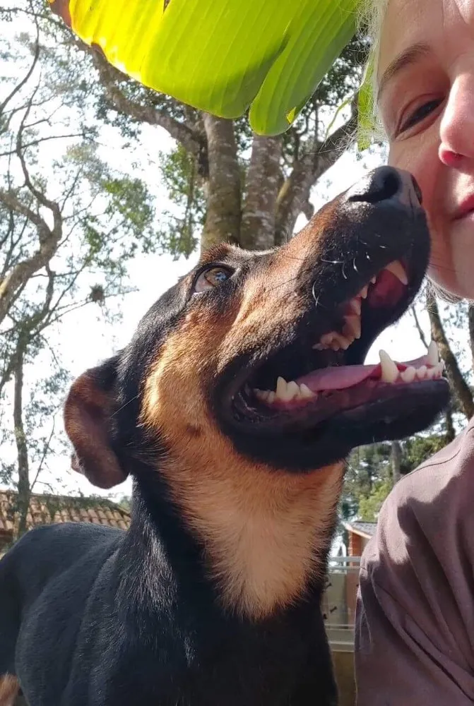 Cachorro ra a srd idade 1 ano nome Hugo
