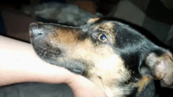 Cachorro ra a srd idade 1 ano nome Hugo