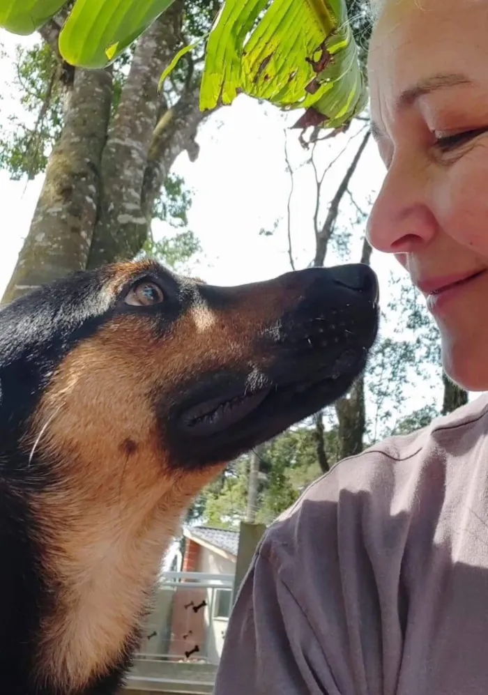 Cachorro ra a srd idade 1 ano nome Hugo