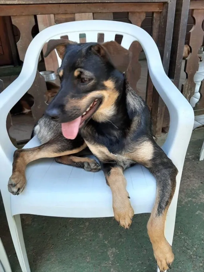 Cachorro ra a SRD idade 7 a 11 meses nome Frida