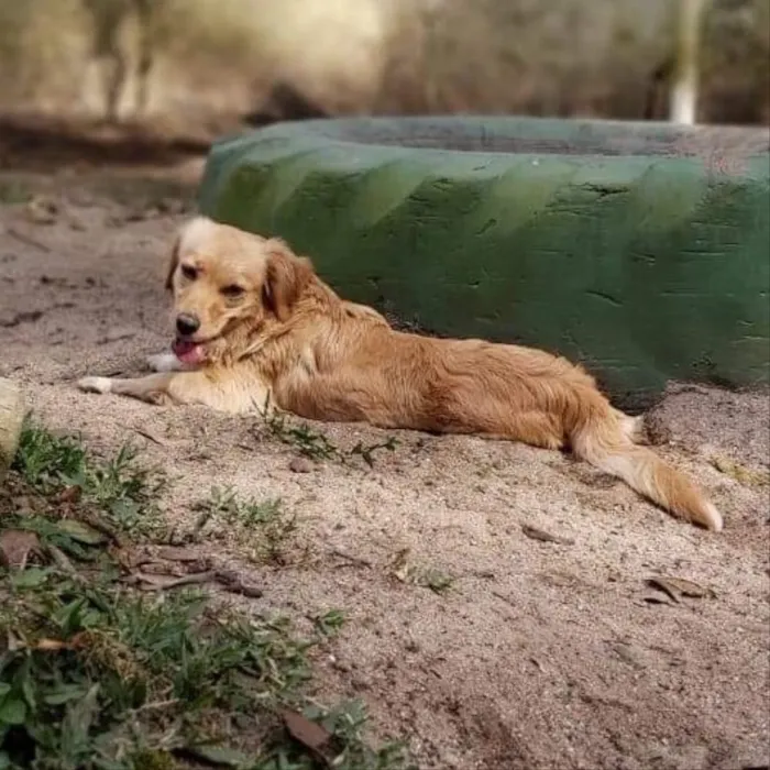 Cachorro ra a SRD idade 2 anos nome Sowa