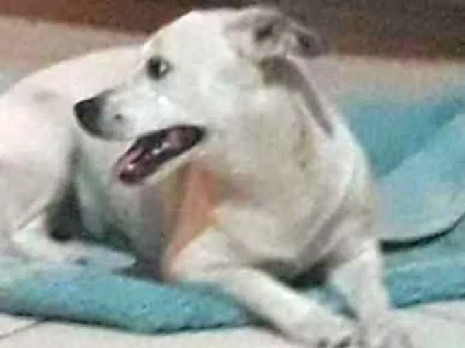 Cachorro ra a Vira lata idade 1 ano nome Lana