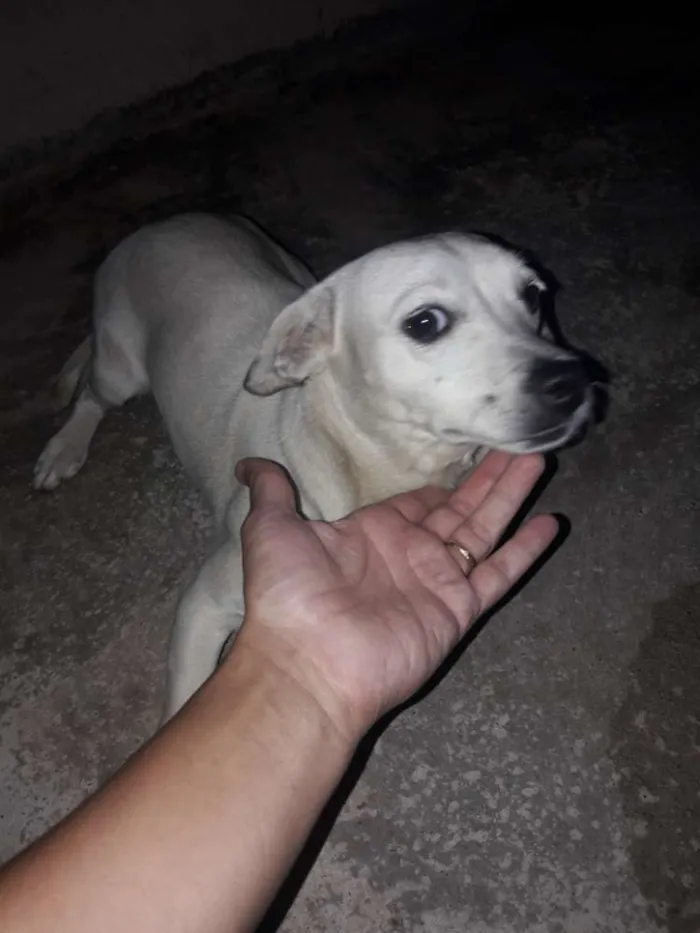 Cachorro ra a Vira lata idade 1 ano nome Lana