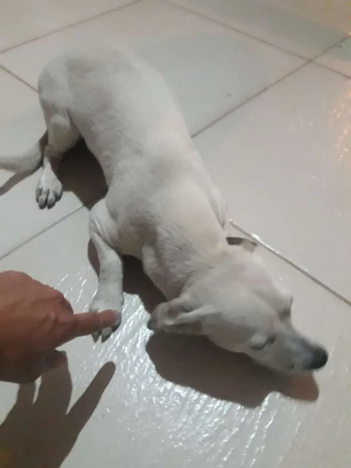 Cachorro ra a Vira lata idade 1 ano nome Lana